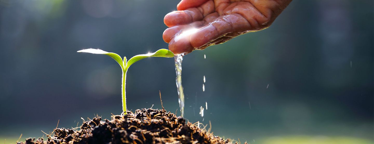 Águas Castilho comemora Dia Mundial do Meio Ambiente com plantio de mudas e mobilização sobre sustentabilidade Águas Castilho comemora Dia Mundial do Meio Ambiente com plantio de mudas e mobilização sobre sustentabilidade